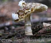 Königsfliegenpilz, Foto 40