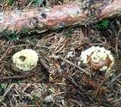 Königsfliegenpilz, Foto 41