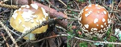 Königsfliegenpilz, Foto 42