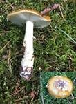 Königsfliegenpilz, Foto 43