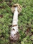 Königsfliegenpilz, Foto 46