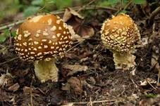 Königsfliegenpilz, Foto 53