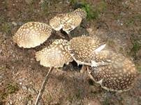 Königsfliegenpilz, Foto 55