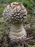 Königsfliegenpilz, Foto 57