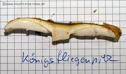 Königsfliegenpilz, Foto 59