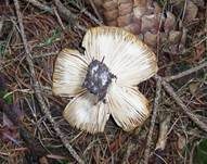 Königsfliegenpilz, Foto 8