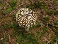 Königsfliegenpilz, Foto 9