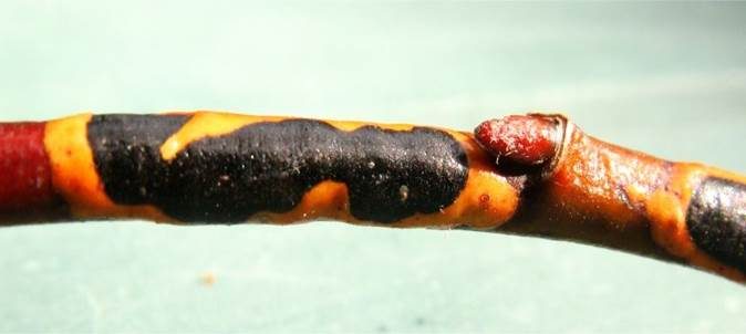 Königsnatter-Rindenpilz, Foto 3