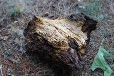 Konsoliger Birkenfeuerschwamm, Foto 8