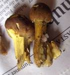 Kopfige Kernkeule, Foto 15