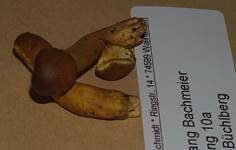 Kopfige Kernkeule, Foto 20