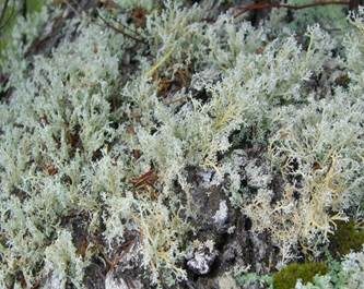 Korallenkugelträger, Foto 3