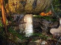 Birkensteinpilz, Foto 10