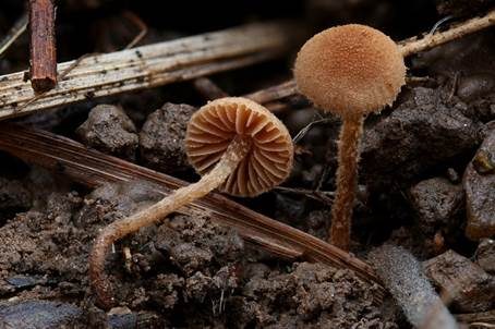 Körniger Flockenschüppling, Foto 4