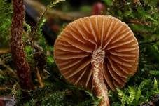 Körniger Flockenschüppling, Foto 7