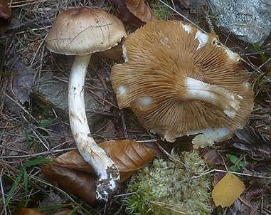 Körnigfädiger Schleimkopf, Foto 2