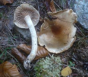 Körnigfädiger Schleimkopf, Foto 3