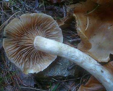Körnigfädiger Schleimkopf, Foto 4