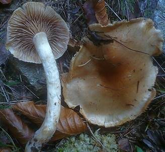 Körnigfädiger Schleimkopf, Foto 5