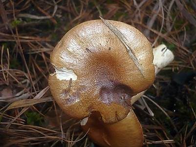 Körnighäutiger Schleimkopf, Foto 4