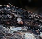 Kraterpilz, Foto 9