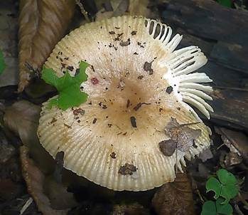 Kratzender Kammtäubling, Foto 2