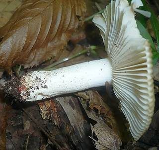 Kratzender Kammtäubling, Foto 3