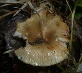 Kratzender Kammtäubling, Foto 13