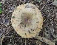 Kratzender Kammtäubling, Foto 20
