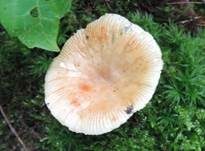Kratzender Kammtäubling, Foto 10