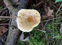 Kratzender Kammtäubling, Foto 11
