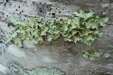Krause Blattflechte, Foto 5