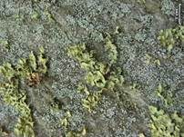 Krause Blattflechte, Foto 6