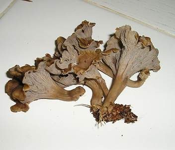 Krause Kraterelle, Foto 4