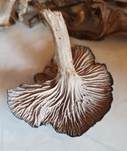 Krause Kraterelle, Foto 45