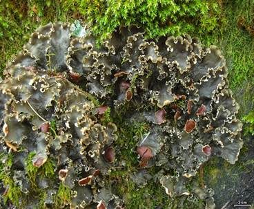 Kräusel-Blattflechte, Foto 2