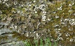 Kräusel-Blattflechte, Foto 5