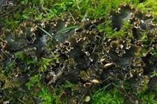 Kräusel-Blattflechte, Foto 8