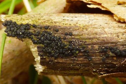 Birnenförmiger Kernpilz, Foto 3