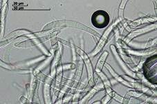 Kraushaar-Wasserpilz, Foto 6
