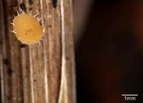 Kräuter-Krönchenbecherchen, Foto 7