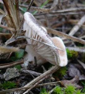 Kräuterseitling, Foto 3