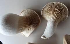 Kräuterseitling, Foto 12