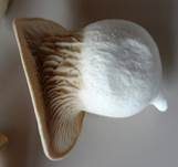 Kräuterseitling, Foto 15