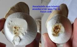Kräuterseitling, Foto 17