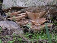 Kräuterseitling, Foto 22