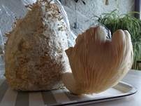 Kräuterseitling, Foto 25