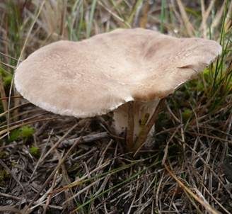 Kräuterseitling, Foto 5
