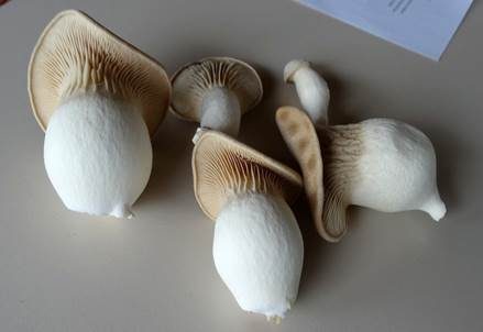 Kräuterseitling, Foto 6