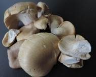 Kräuterseitling, Foto 8